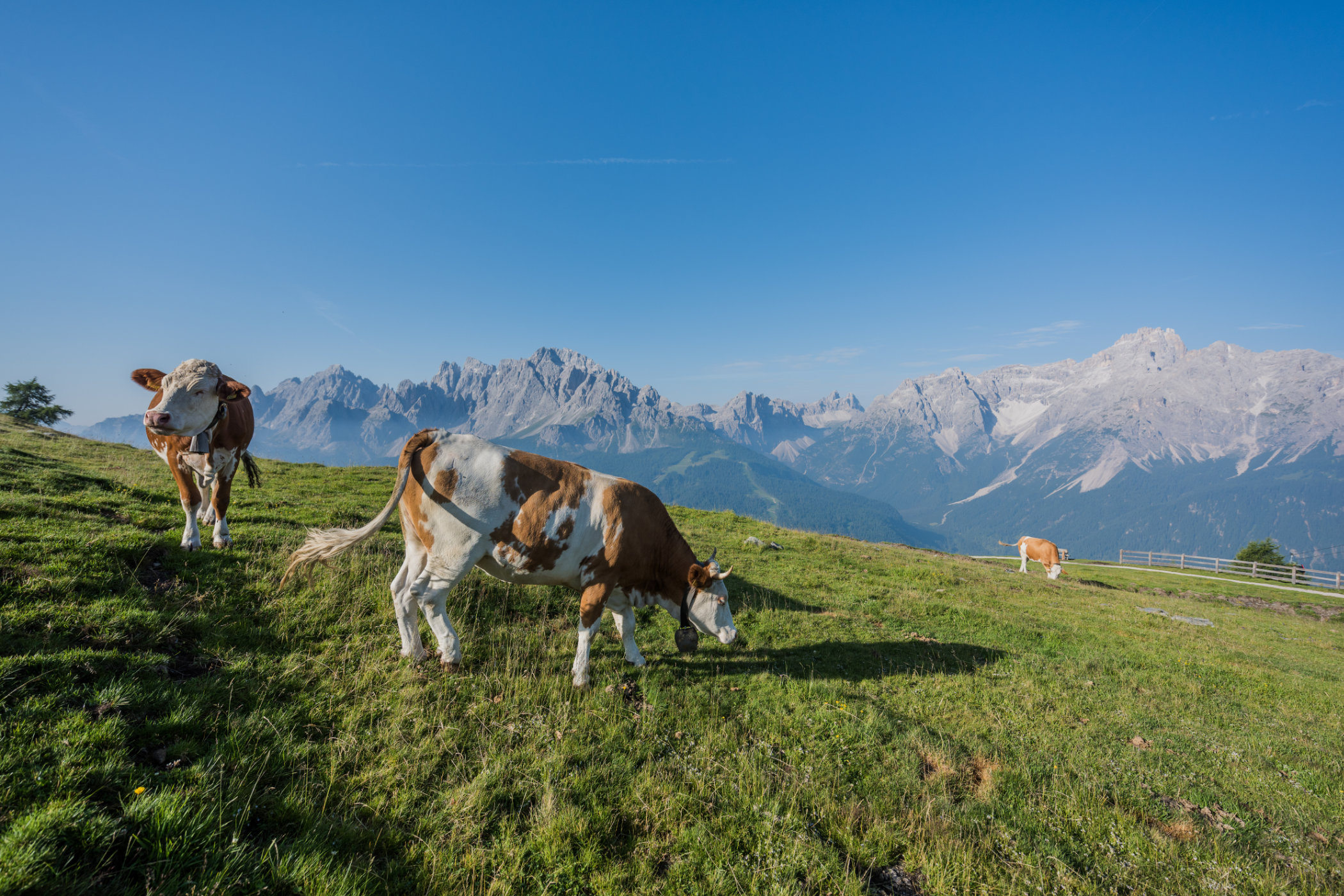 Pascoli alpini a Sesto